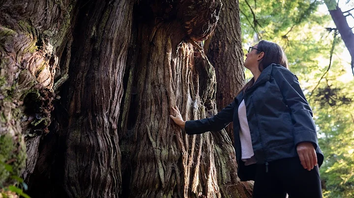 CHEK News 2018: Victoria artist to showcase Port Renfrew old-growth forests in IMAX project