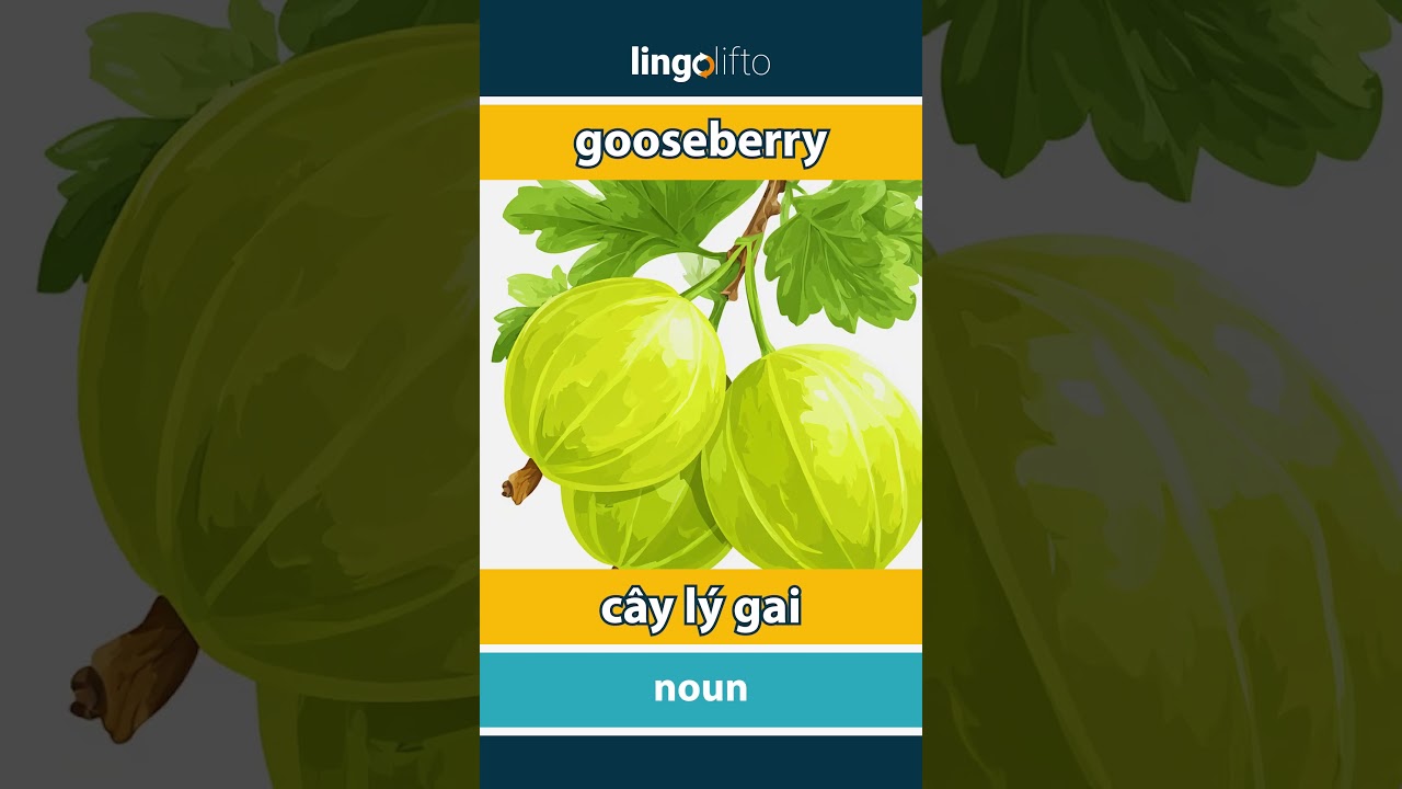 🇬🇧🇻🇳 gooseberry - cây lý gai : learn English : hãy học tiếng Anh : vocabulary builder