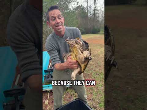 Handling a MASSIVE snapping Turtle