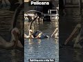 #pelicans #usa #texas #padreisland