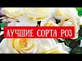 РОЗЫ. ТОП 17 ЛУЧШИХ СОРТОВ РОЗ МОЕГО САДА.