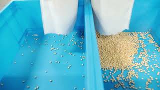 Soybean sorting
