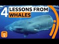 Whale Culture and Communication Quiz