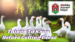 What You Need To Know Before Getting Geese