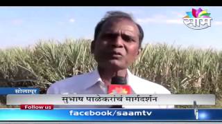 Nanasaheb Jadhav's zero budget natural harbara and wheat intercrops farming success story