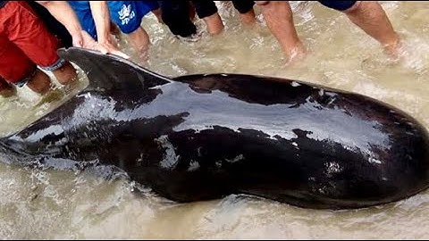 Cá Ông Trôi dạt vào bờ biển Đức Minh, Mộ Đức, Quảng Ngaix