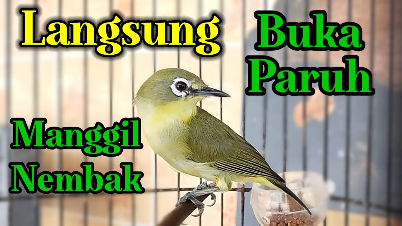 Pleci Gacor Full NEMBAK Pancingan Pleci Agar Buka Paruh