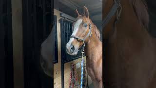 Hilarious Horse Has A Meet Cute With Donkey