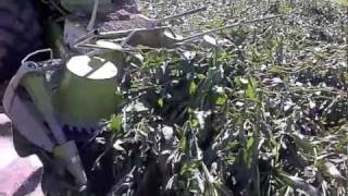 Claas 870 Chopping Down Corn