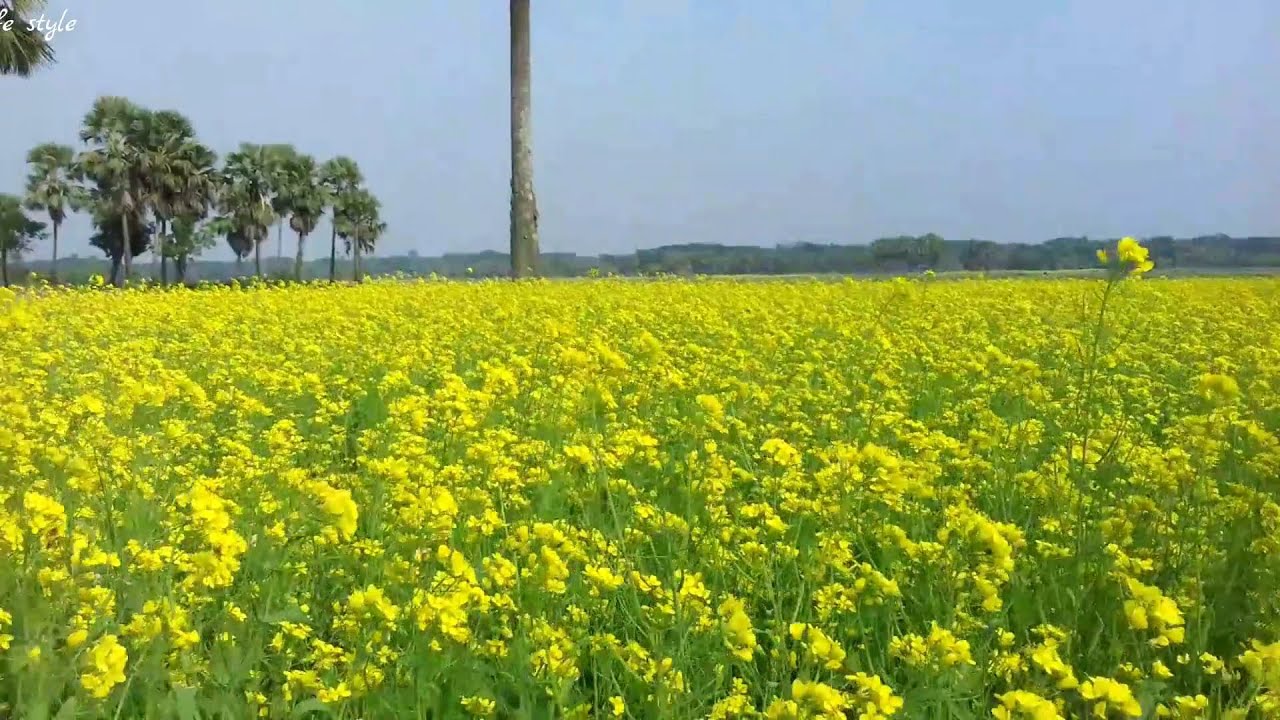 Beautiful Mastered Flower|| Sorisa khet | Amazing Rural life style