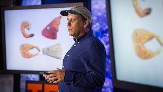 The four fish we're overeating -- and what to eat instead | Paul Greenberg