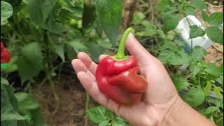 When to pick your peas & why I'm harvesting before rain