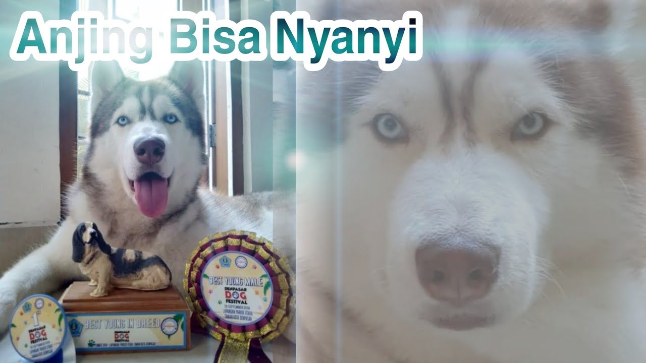 Siberian Husky Bisa Nyanyi Youtube - husky's roblox obby v4