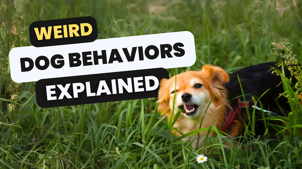 View of Why Do Dogs Eat Grass? 10 Weird Dog Behaviors Explained - YouTube