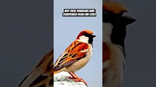 Why These Sparrows Have Disappeared from Our Cities