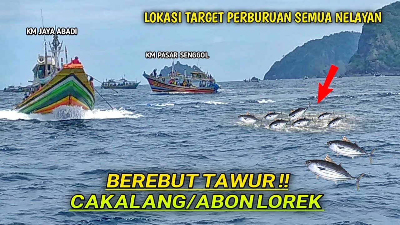 NELAYAN PUGER || AKSI PERBURUAN BEREBUT TAWUR IKAN CAKALANG/ABON LOREK