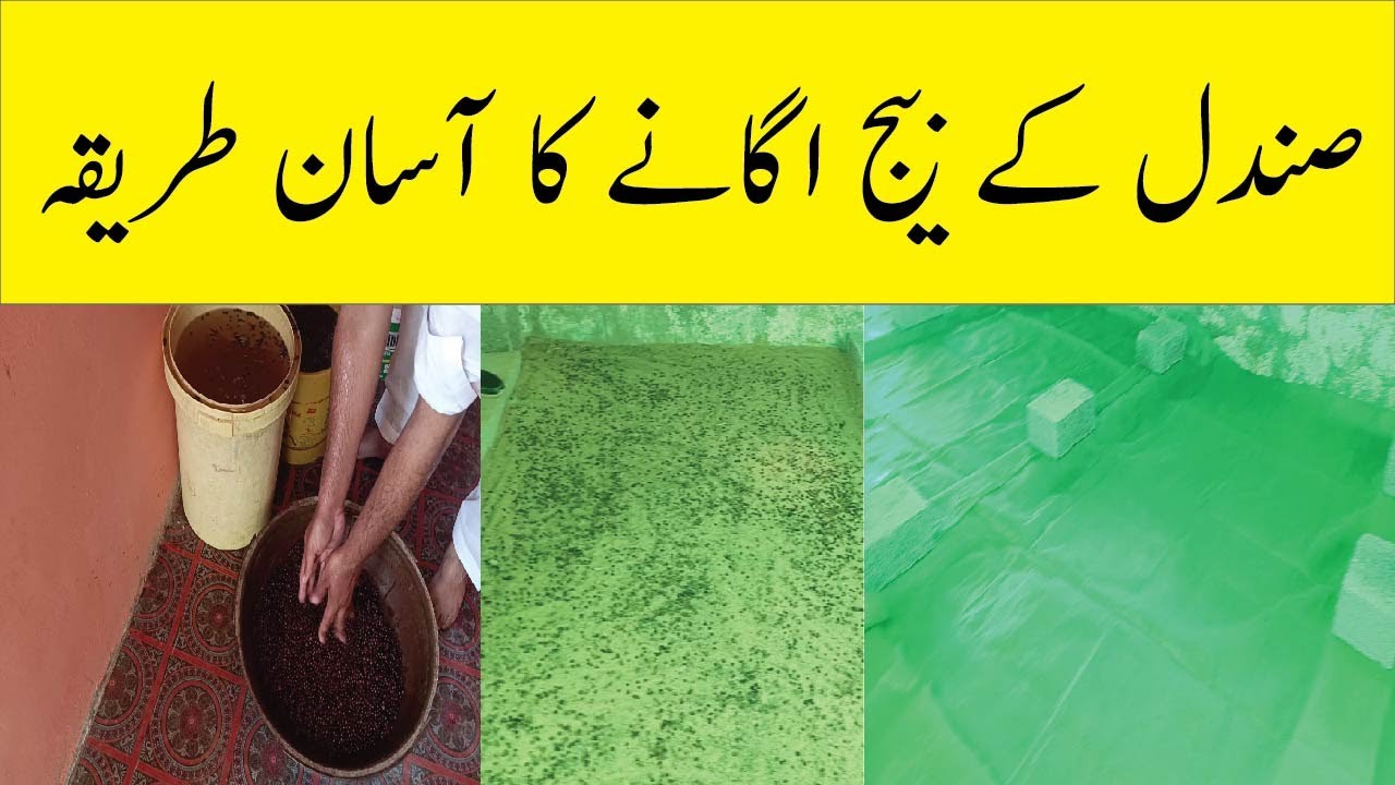 How to grow SANDALWOOD TREE from Seed at Home Sandalwood Farming in