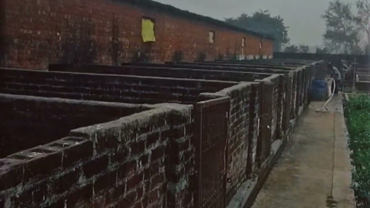 Pig Farm 🐷 Suar Palan 🐷 Aaj maine apne farm ke bare mein bataya hai