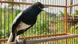 SUARA PANCINGAN BURUNG KACER BIKIN LAWAN AUTO NYAUT