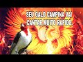 O CANTO DO GALO DE CAMPINA PARA FOGUEAR E APRONTAR SEU GALO CAMPINA VAI CANTAR MUITO.