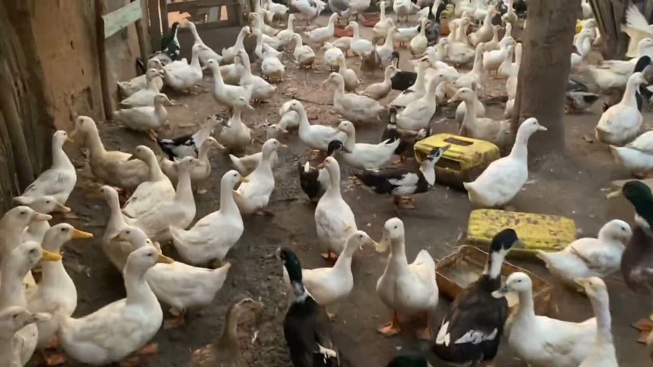 Day Old Jumbo Perkin Ducks