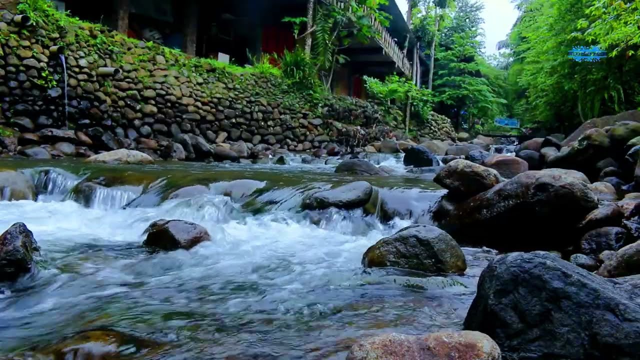 Nature ASMR River Water and Birds Chirping for Sleep 🌿🌊