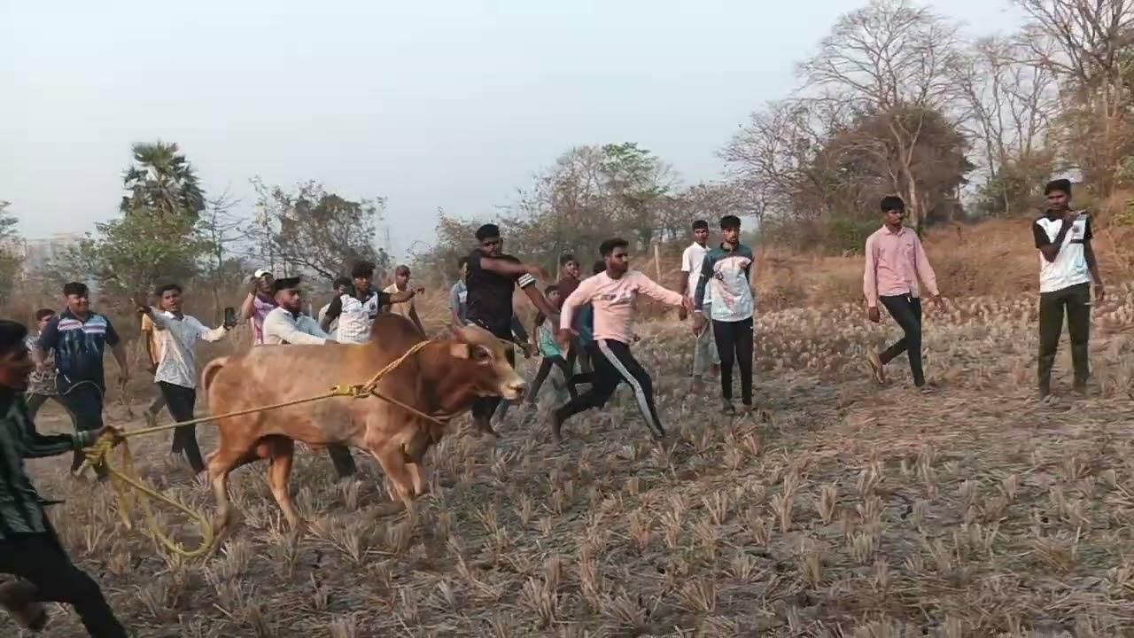 Bull fight baccha VS Chotu Win Chotu👑🐂 