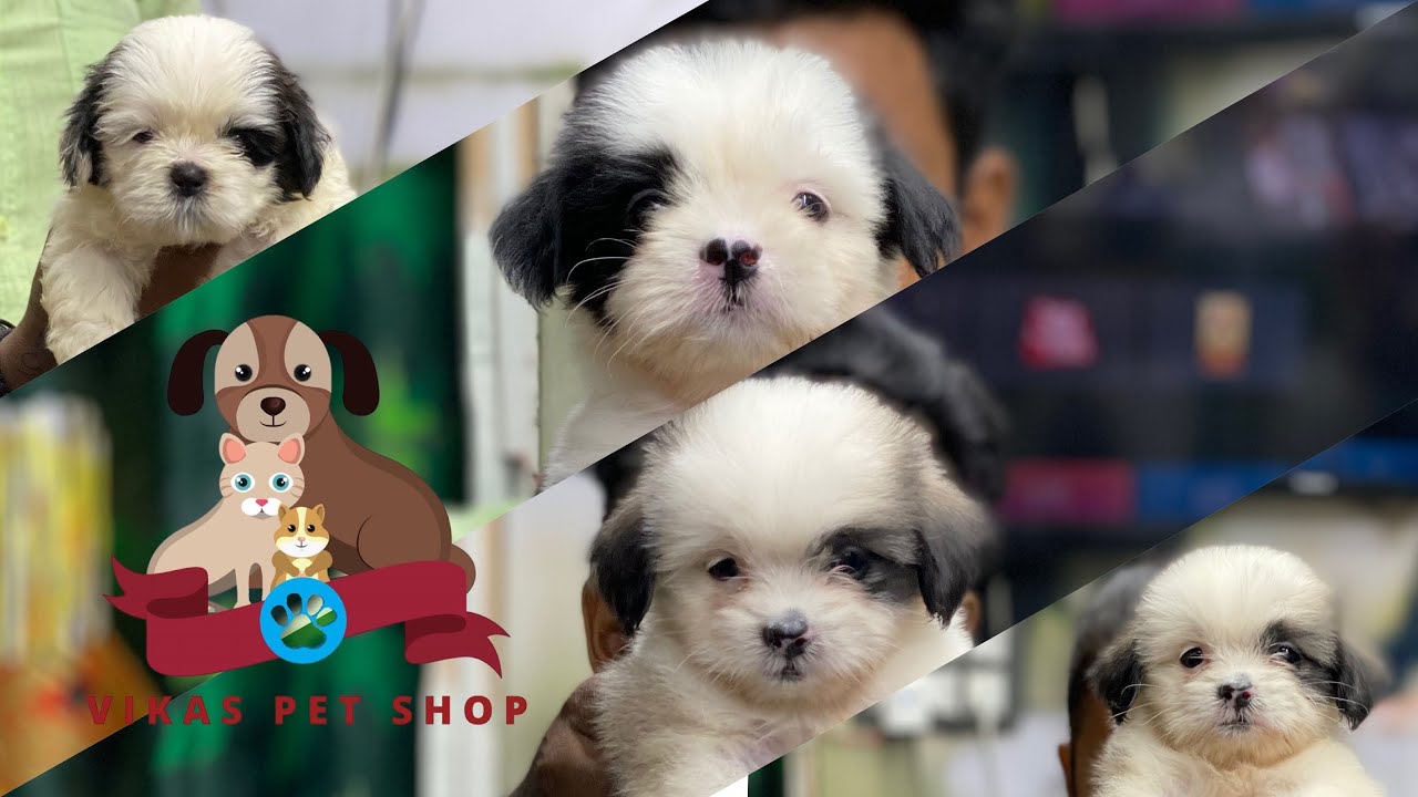 vikas pet shop
