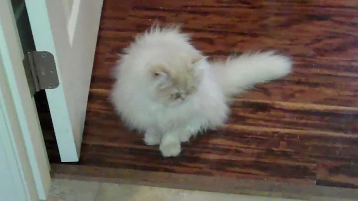Video 7006191: playful himalayan persian kittens