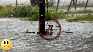 Kötü Niyetli Sahipler Köpeği Bir Direğe Bağlayıp Sel Sırasında Suya Attılar.