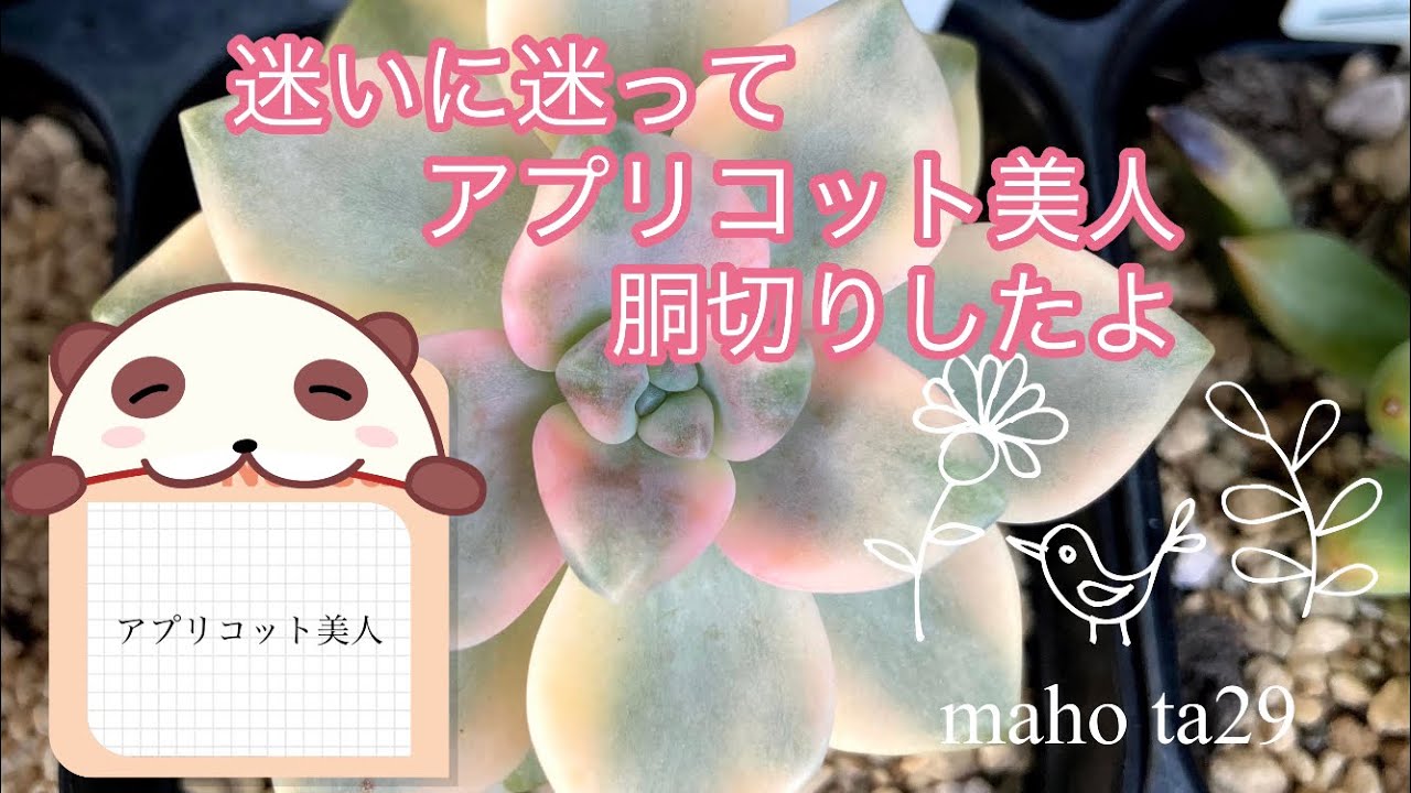 多肉植物🪴#98アプリコット美人迷いに迷って胴切りしたよ。 - YouTube
