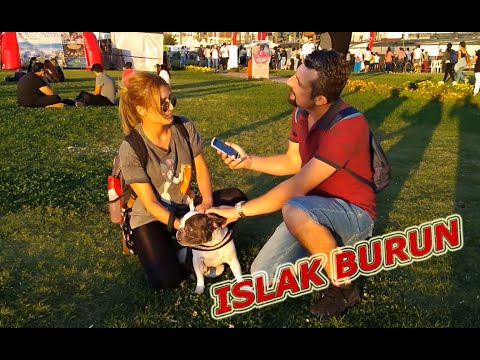 Fransız (French) Bulldog Cinsi Köpek Sahiplenmek İsteyenlere Sahibinden Detaylı Bilgiler