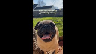 Joy and Laughter