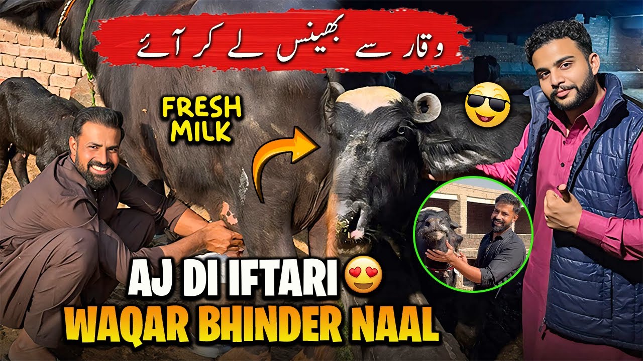 Aj Ka Din Waqar Bhinder k Sath Guzra 😍 | وقار بھنڈر سے بھینس لے کر آئے ...