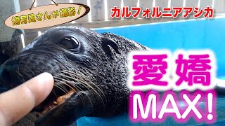 カリフォルニアアシカの赤ちゃんの自由っぷりがスゴい！