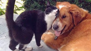 Unbreakable Bond! CATS AND DOGS Awesome Friendship