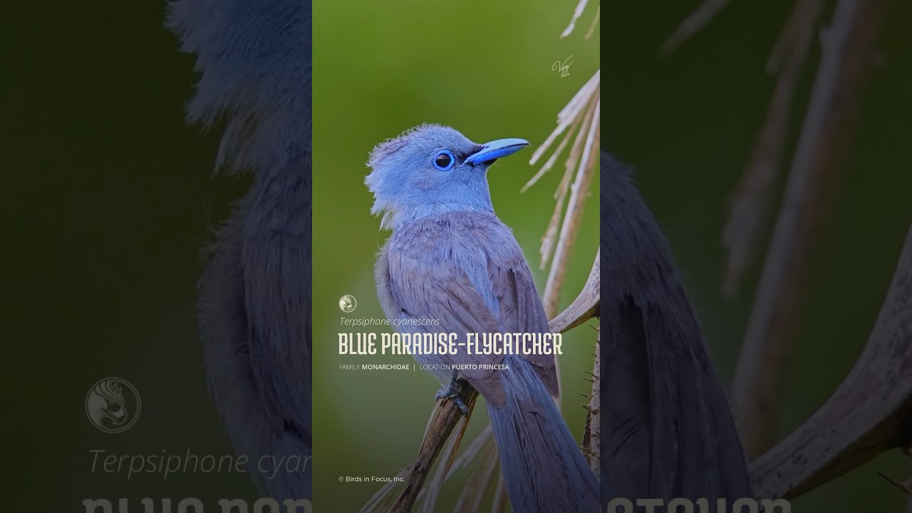 Blue Paradise Flycatcher 