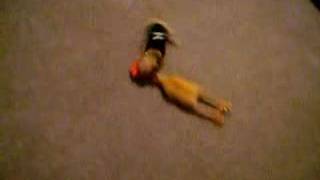 Chihuahua kicking Big Buckin Chicken's Ass