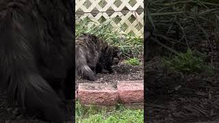 Cat pooping