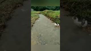 CAT JUMPS OVER THE STREAM 😸🤘#shorts #cat #коты #viral #share #animals #wow #trending #breakingnews