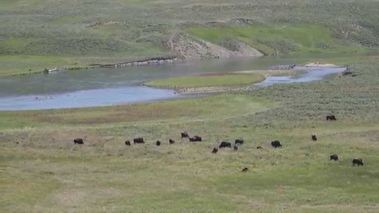 sony xperia xa1 ultra Bisons by river - Lamar Valley
