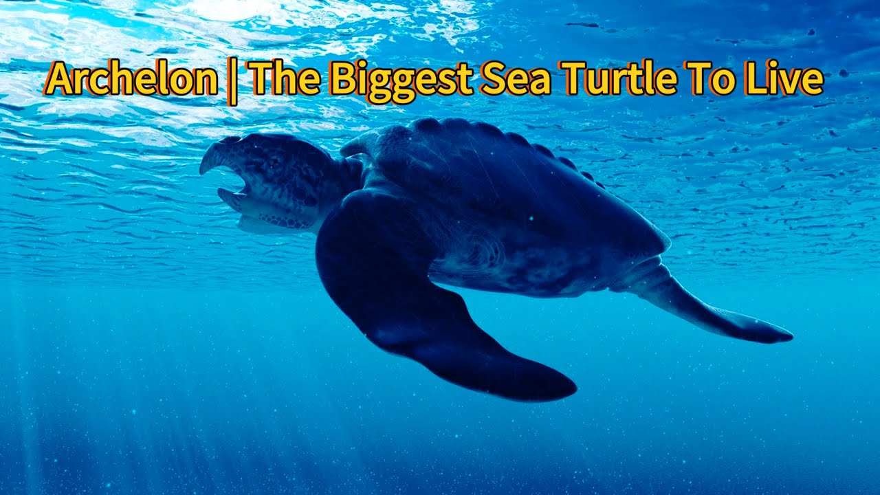 Archelon: The Largest Sea Turtle to Ever Live