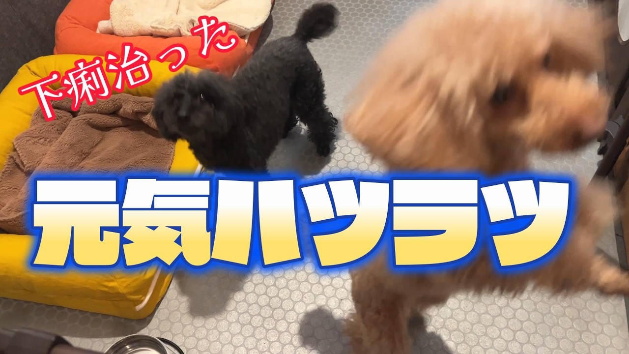 回復！トイプードル下痢からの完全復活！からの「光の道」へ