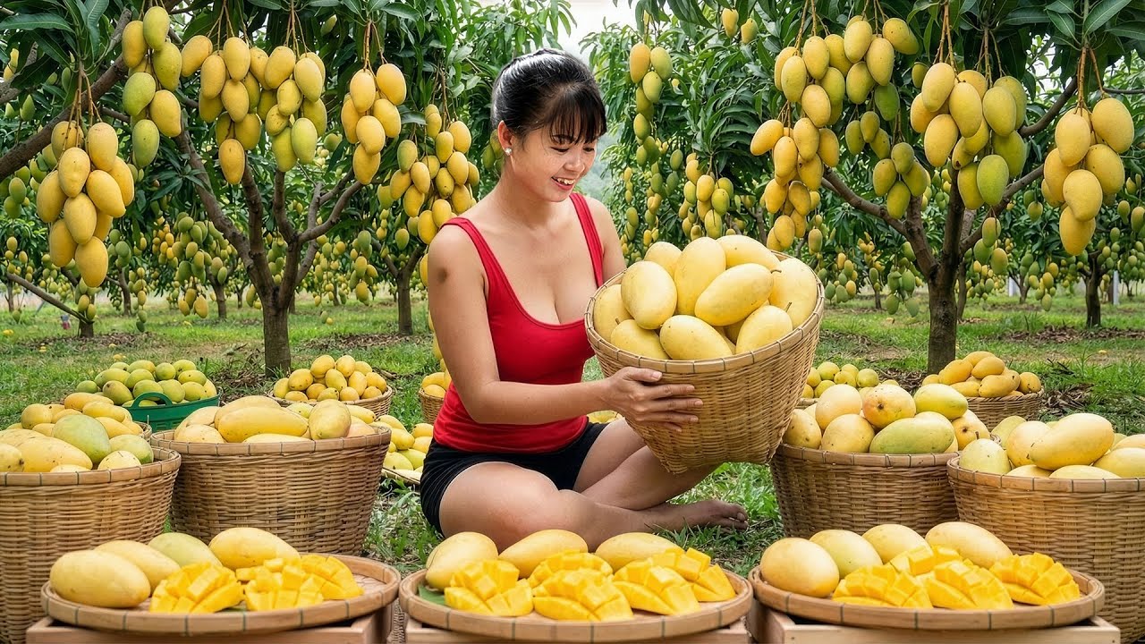 CEO Girl Picks Loads of Fresh Mangoes From the Highlands – Morning Market Sold Out