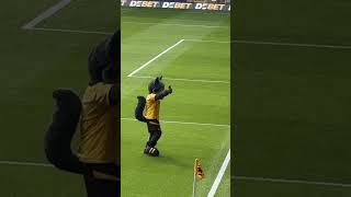 Wolves mascot #safc #sunderland #sunderlandafc #wolves #wolverhamptonwanderers #wwfc #premierleague
