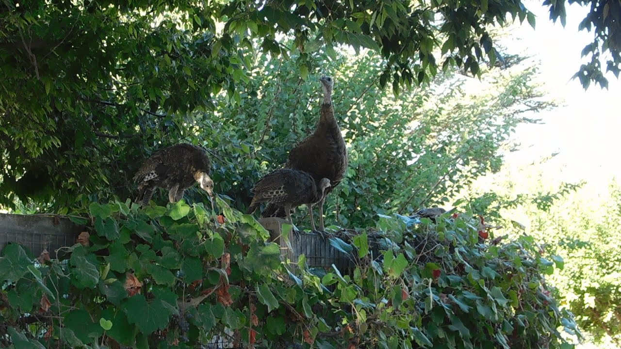 Speedy, Offspring, Fluffy, Lucifer, Kali, Turkeys, Heron, Mark, Rabbits and RedTailed Hawks