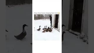 Enjoy These Ducks Changing Their Minds