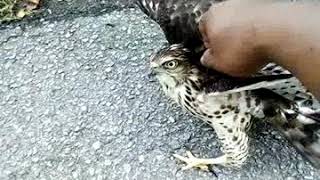 Burung Helang Ooiiii