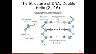 Micro Ch 9 Microbial Genetics