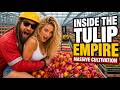 Inside the Glass Mega Farm Growing Millions of Tulips for the Global Flower Market